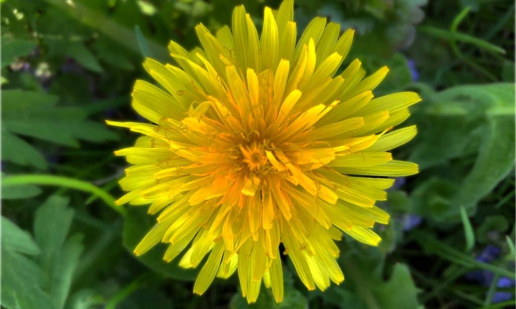 Wunderbares Gelb einer Löwenzahnblüte - Fotos von Claresco Cosmetic