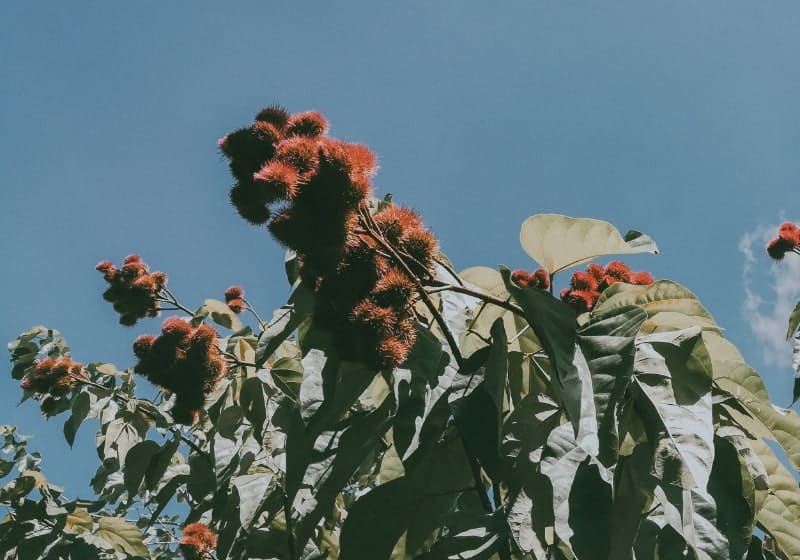 Ein Achiotebaum mit Samenkapseln unterm blauen Himmel