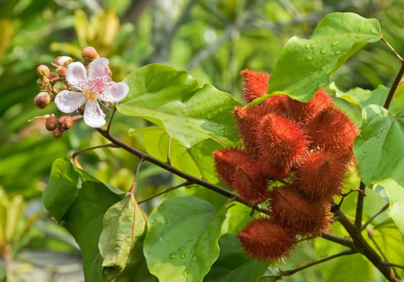 Achiote - Samenkapseln und Blüten am Baum