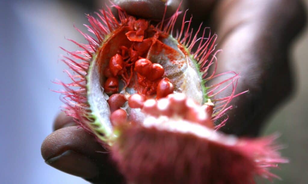 Achiote Samenkapsel geöffnet in der Hand - Claresco Cosmetic