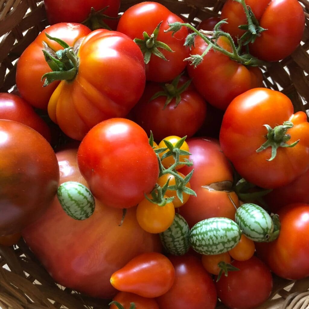 Verschiedene Tomatensorten - essbarer Sonnenschutz