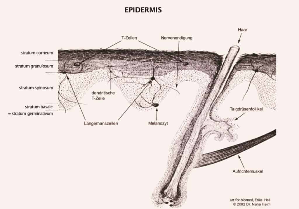 Zeichnung der Epidermis von Dr. Nana Heim - Claresco Cosmetic