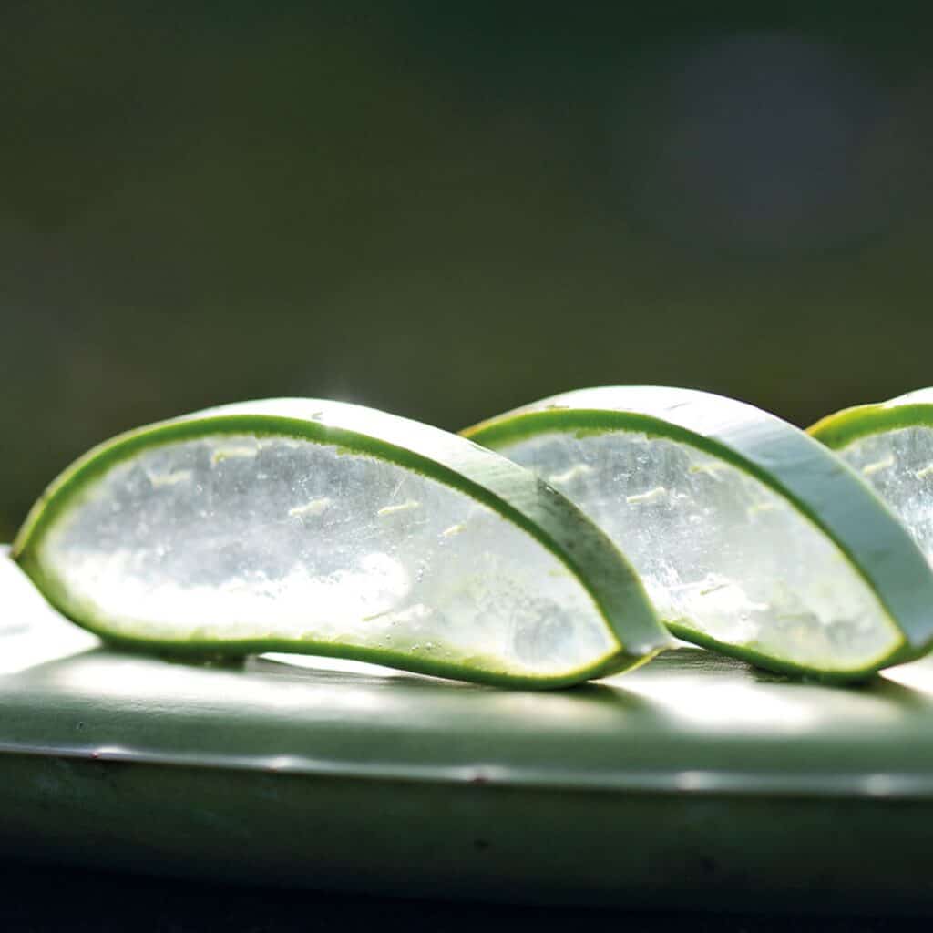 Aloe vera in Scheiben genschnitten - Quelle der ewigen Jugend - Claresco Cosmetic Blog