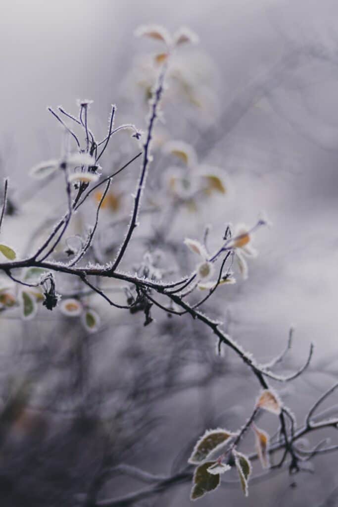 Zweig in einer Winterlandschaft - Winterplegeroutine für die Haut im Winter - Claresco Cosmetic