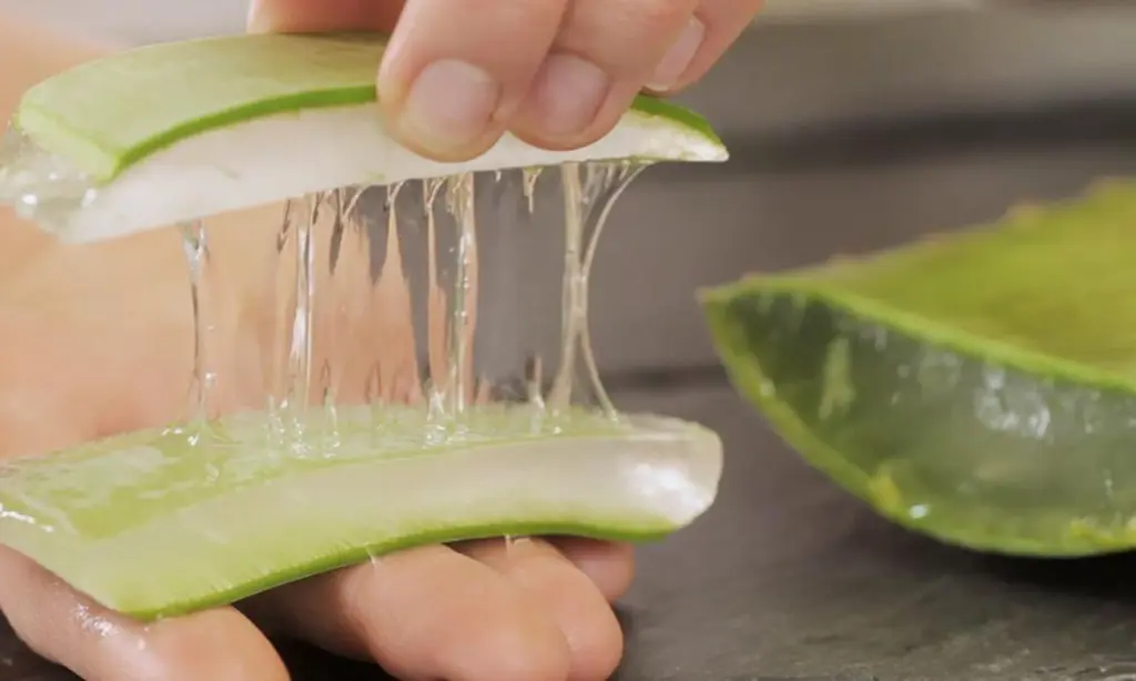 Frisches Aloe Vera Gel aus dem Blatt als pflanzliche Grundlage für Naturkosmetik