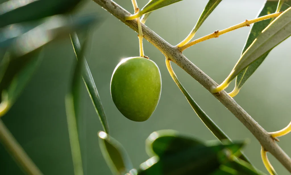 Nahaufnahme einer grünen Olive an einem Olivenzweig