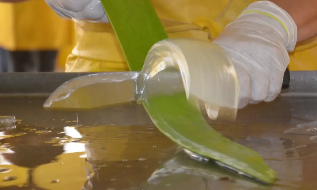 Das innere Gel eines Aloe-Vera-Blatts wird von Hand ausgeschält - Pharmos Natur