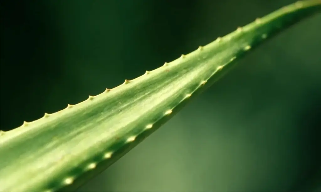 Aloe-Vera-Blatt von Pharmos Natur