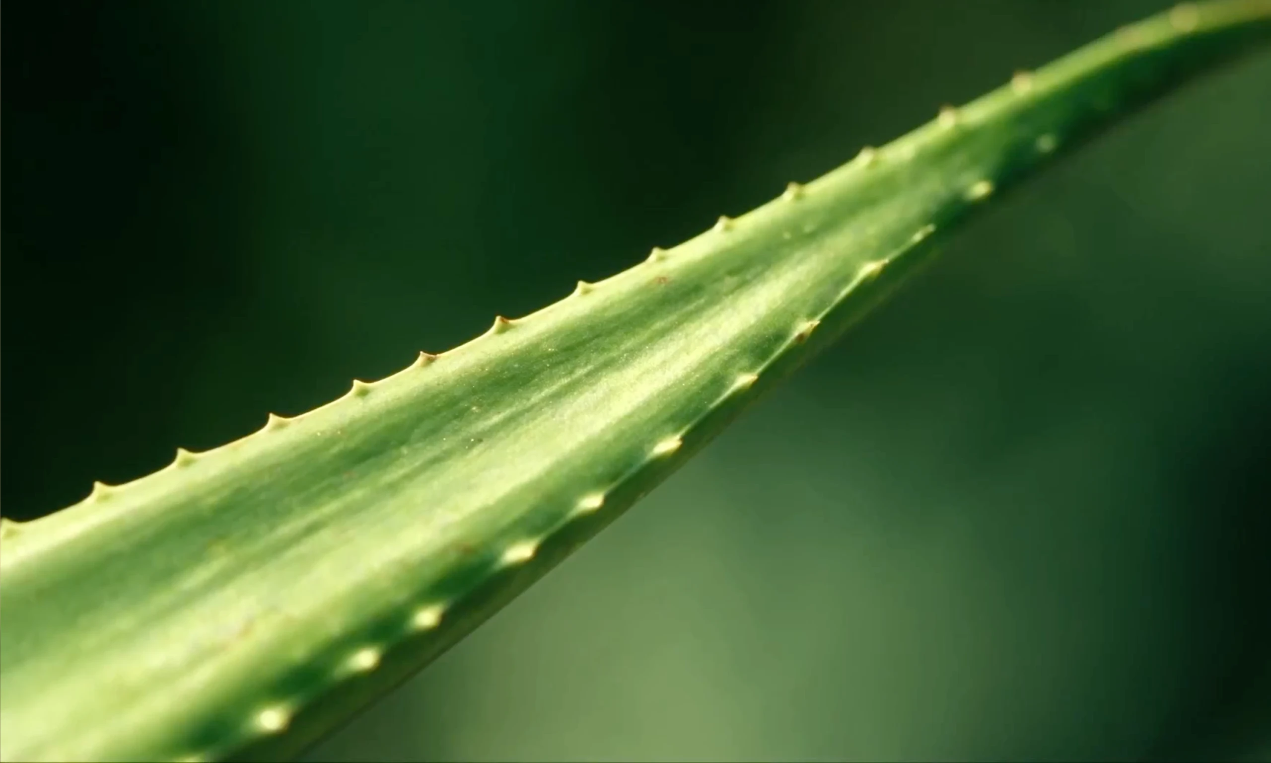 Aloe-Vera-Blatt von Pharmos Natur