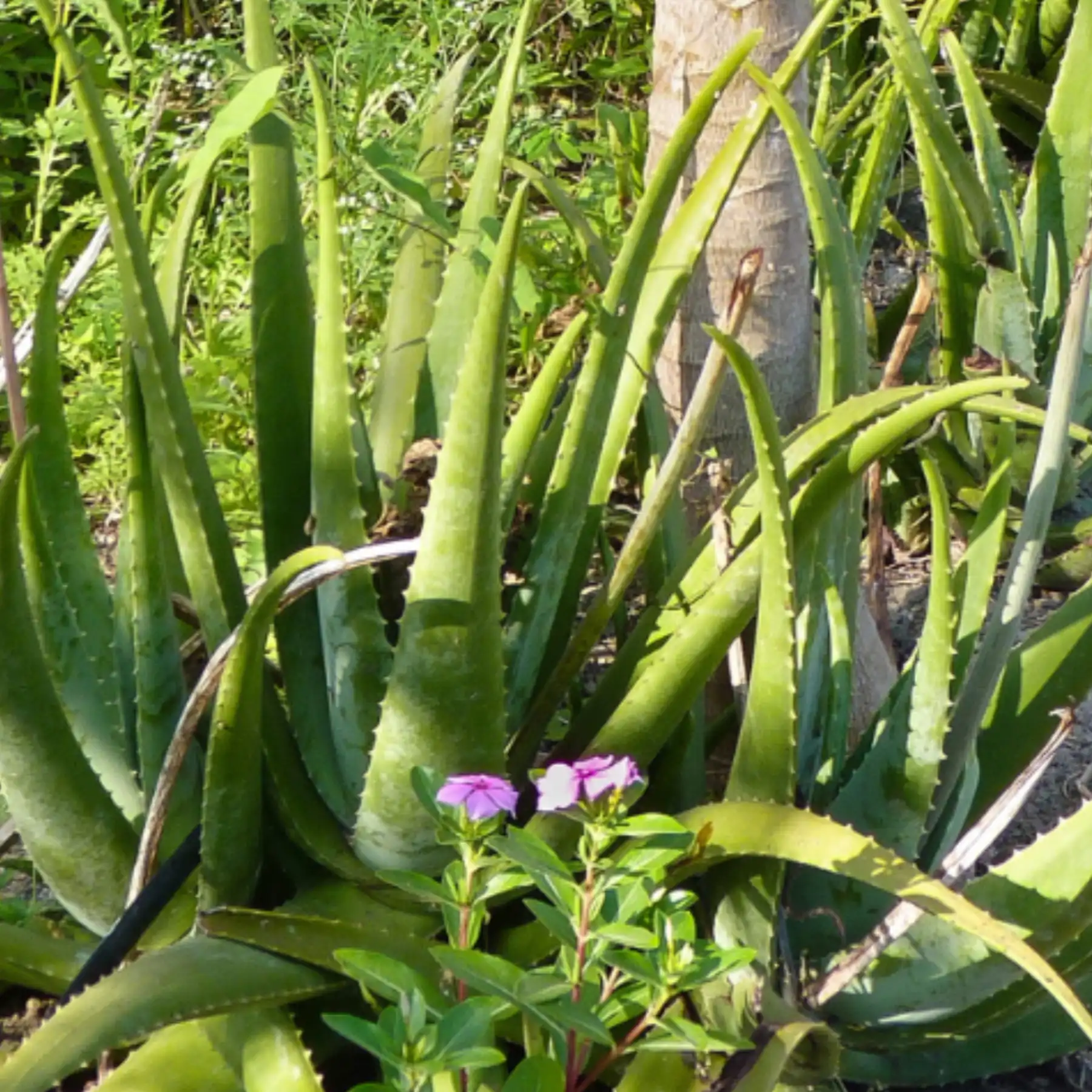 Pflanze der Aloe Vera im natürlichen Anbau Mischkultur