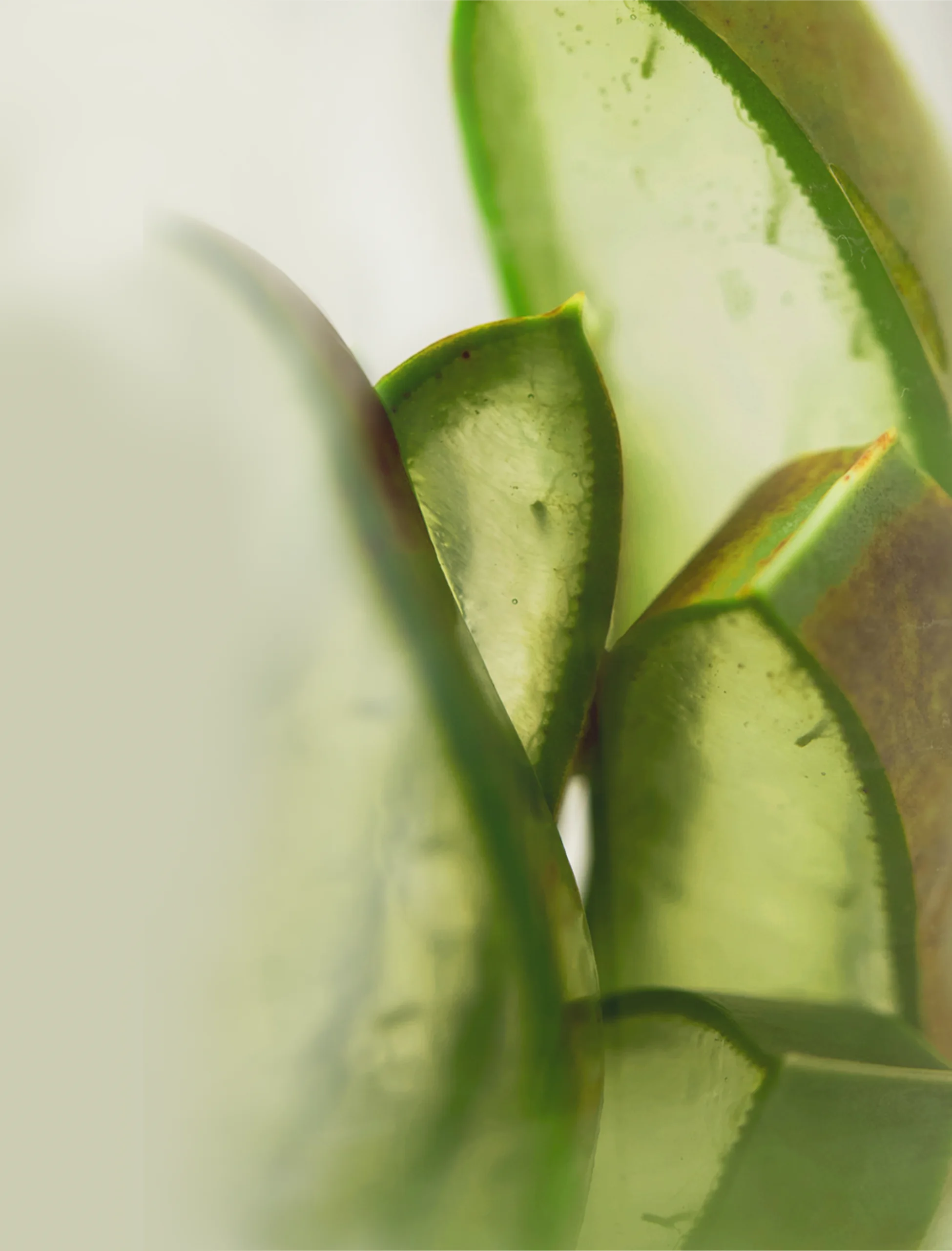 Aloe Vera Stücke - Claresco Cosmetic