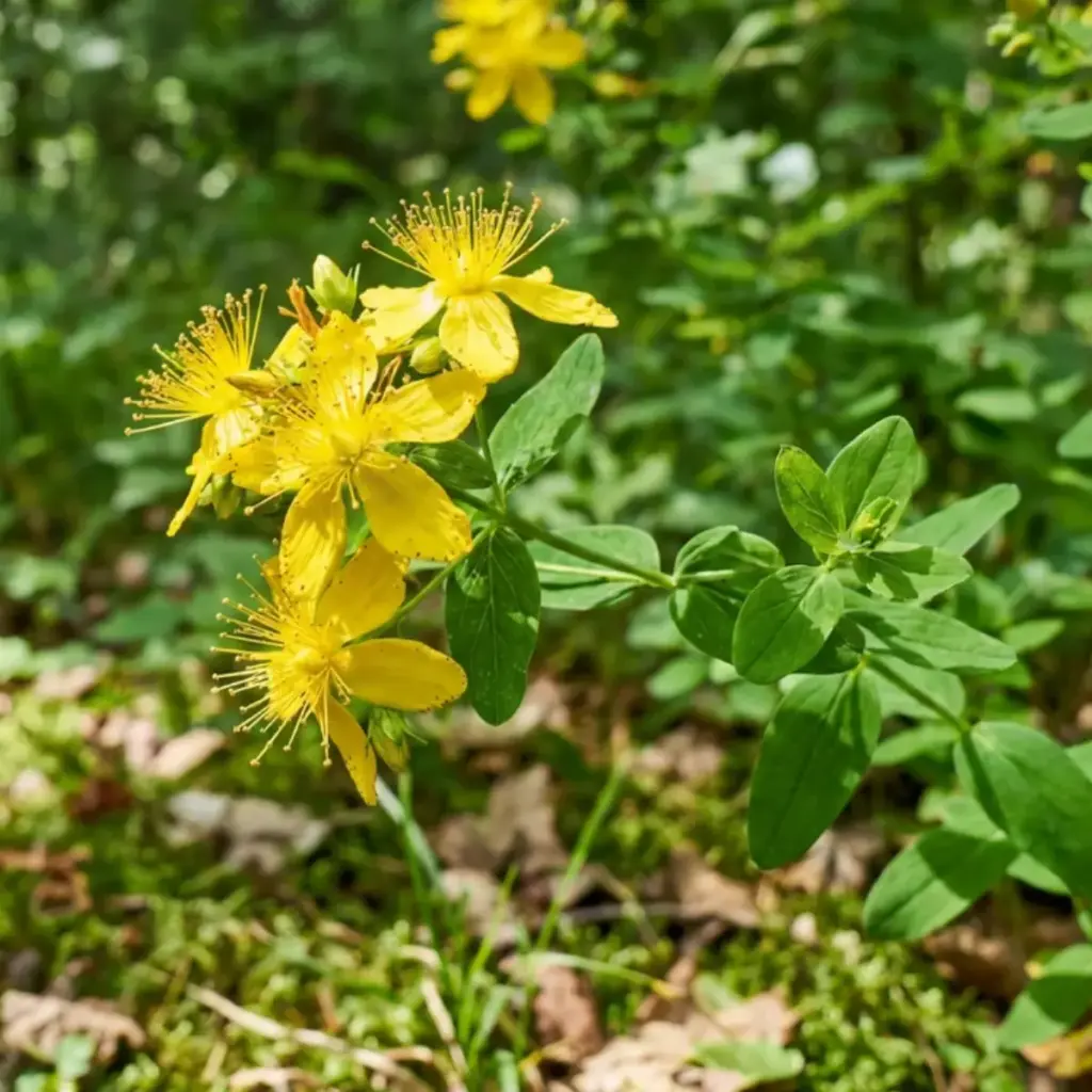 Blühendes Johanniskraut mit gelben Blüten im Wald, Wirkstoff im Calming & Regenerating Elixir von Pharmos Natur