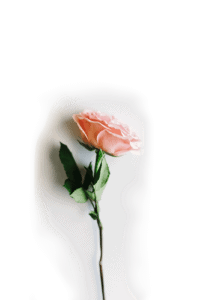 Schön, dass Sie bei uns sind. Eine Rose für Sie!